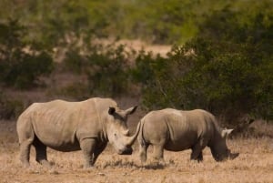 From Nairobi: Overnight Ol Pejeta Conservancy Safari