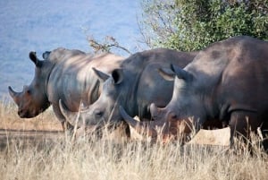 From Nairobi: Overnight Ol Pejeta Conservancy Safari