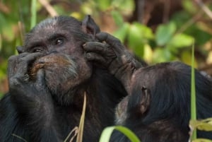 From Nairobi: Overnight Ol Pejeta Conservancy Safari