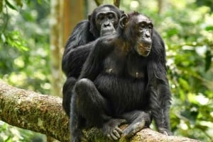From Nairobi: Overnight Ol Pejeta Conservancy Safari