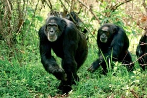 From Nairobi: Overnight Ol Pejeta Conservancy Safari