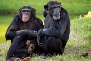 ナイロビから：オル・ペジェタ・コンサバンス・サファリで一泊します。