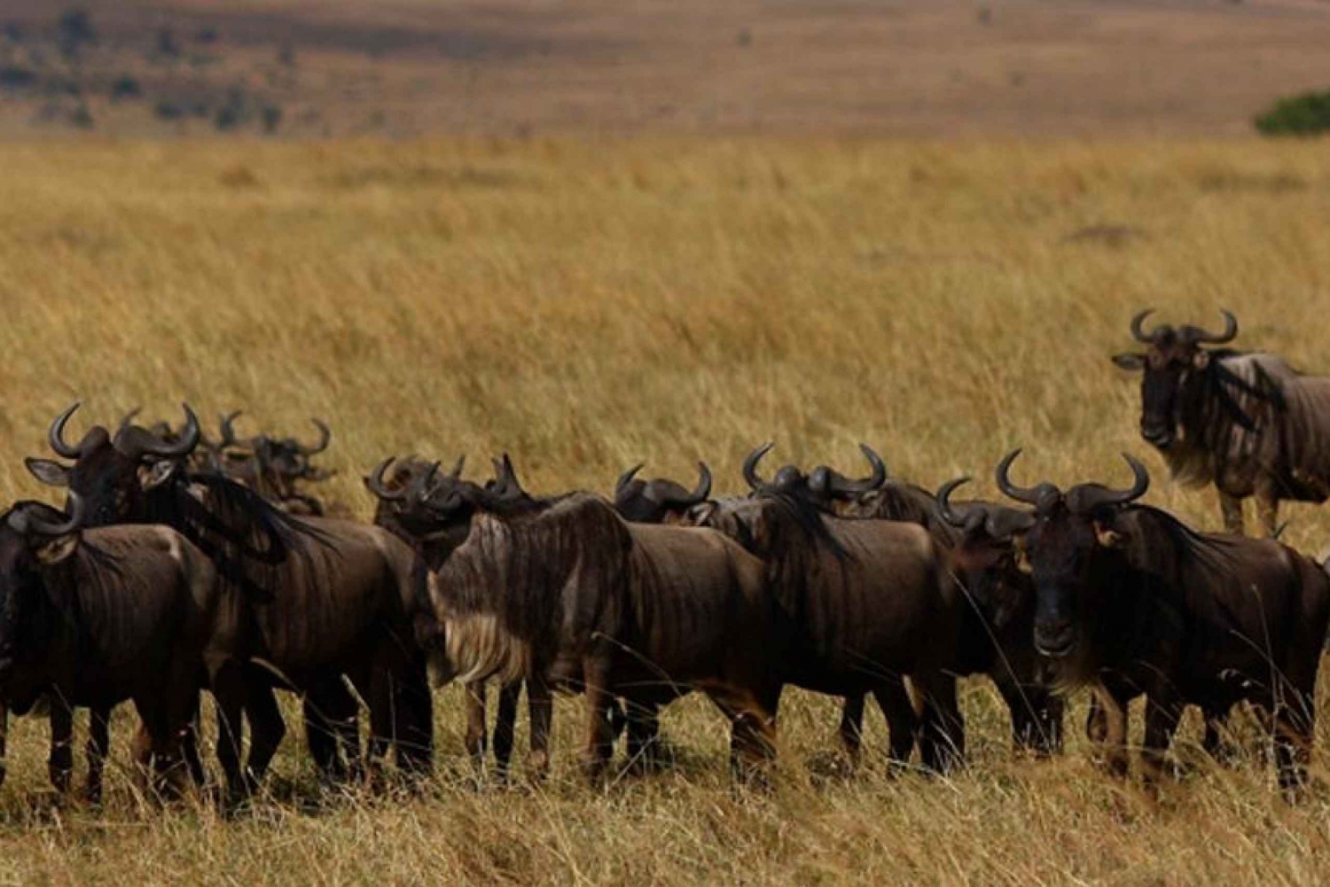 Van Nairobi: privé driedaagse safari naar Masai Mara