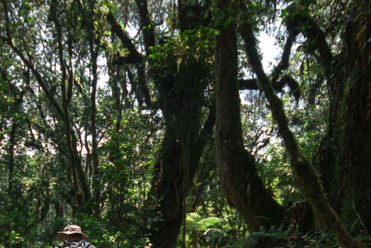 Fra Nairobi: Privat heldags vandretur på Mount Kenya