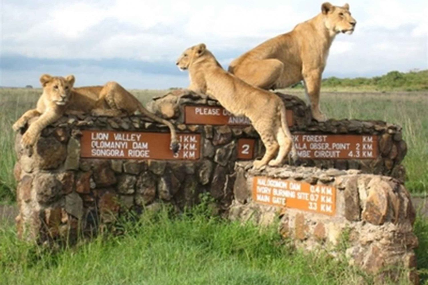 Nairobista: Nairobin kansallispuiston kiertoajelu