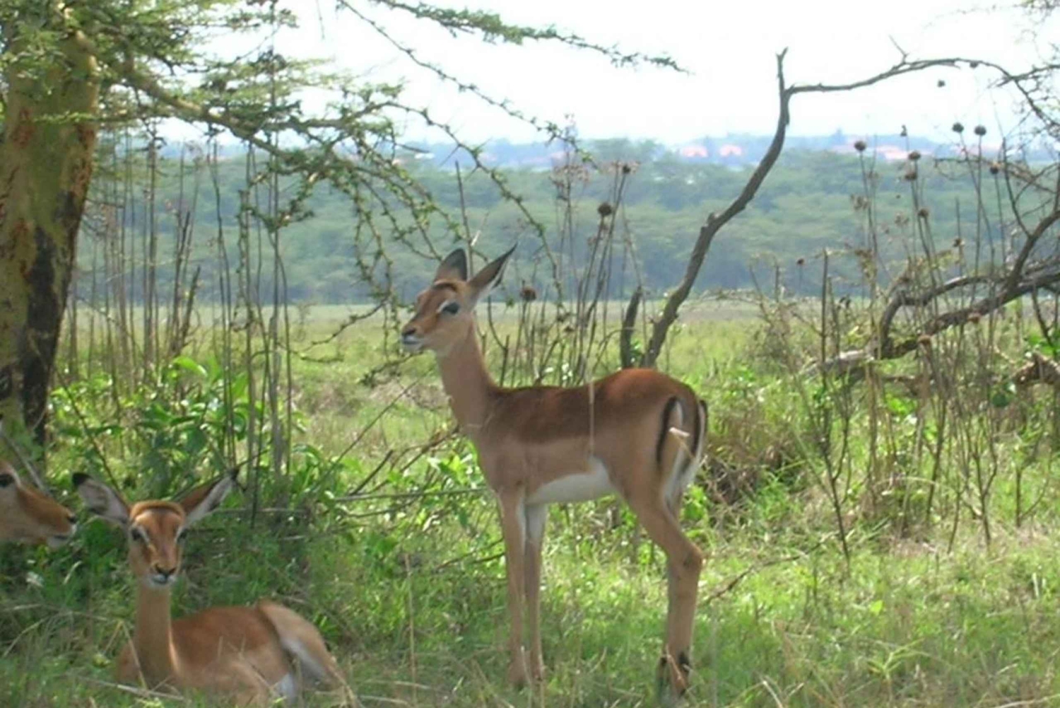 Vanuit Nairobi: Privétour door het Nationaal Park van Nairobi