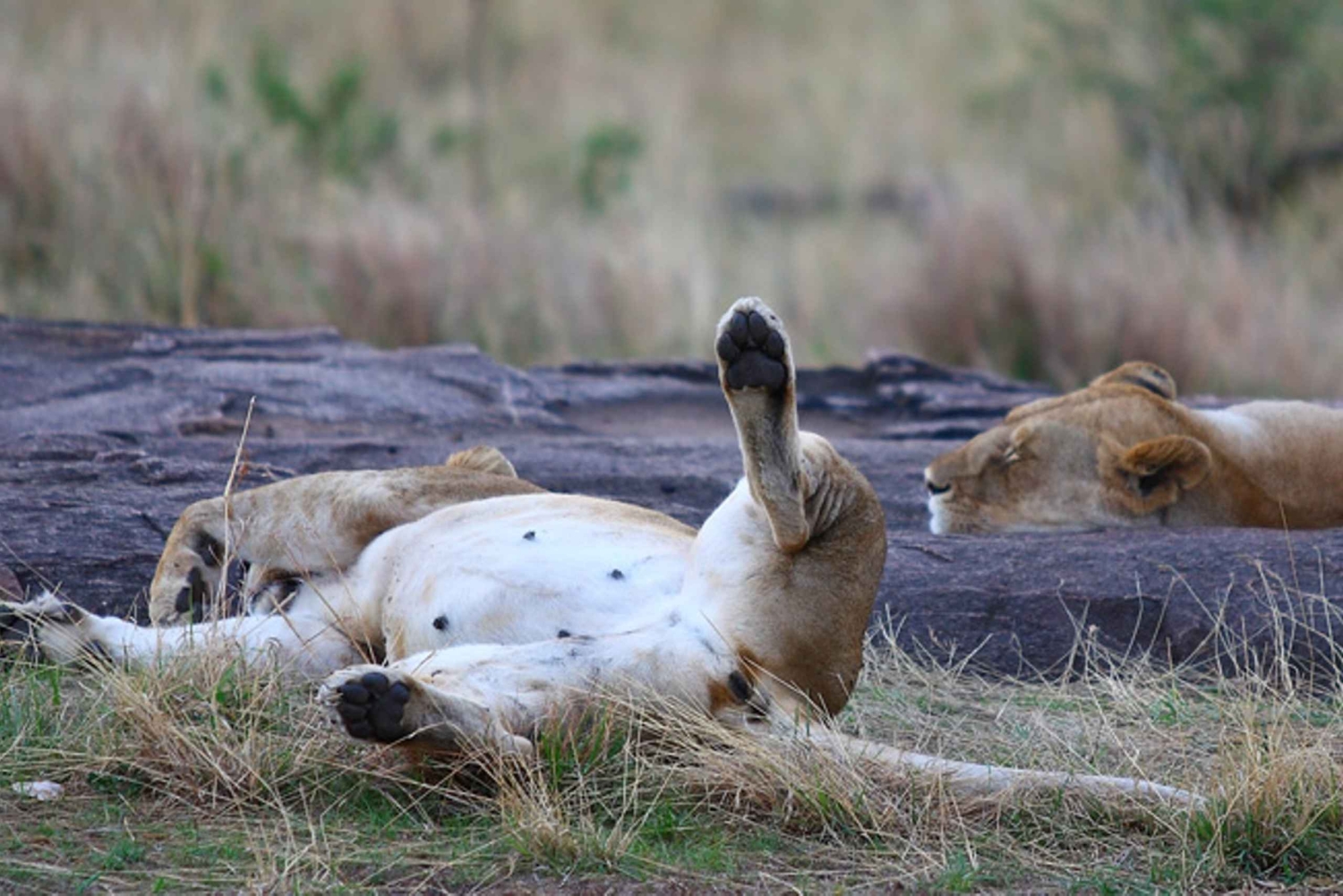 Vanuit Nairobi: Privétour door het Nationaal Park van Nairobi