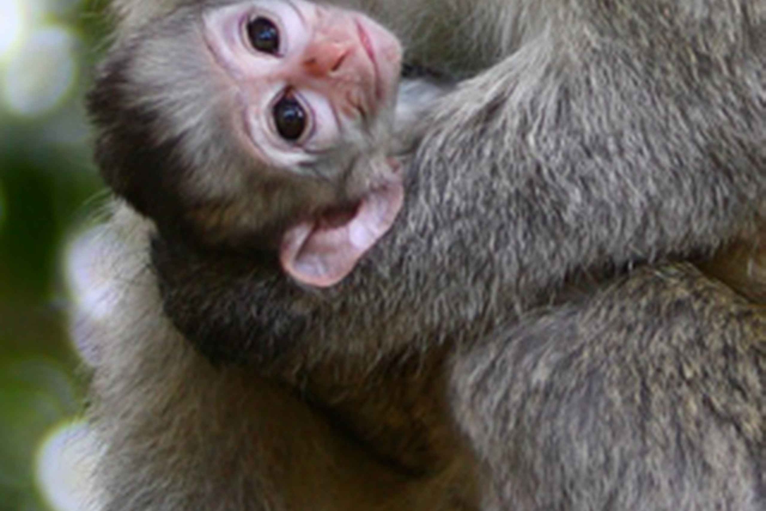 Vanuit Nairobi: Privétour door het Nationaal Park van Nairobi