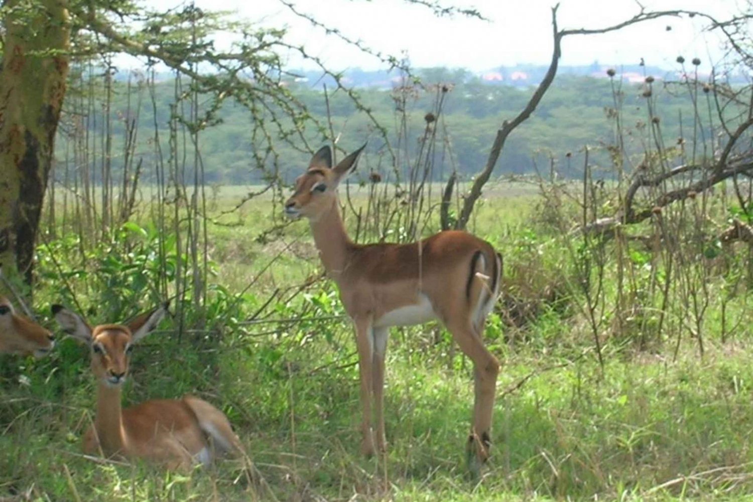 From Nairobi: Private Nairobi National Park Tour
