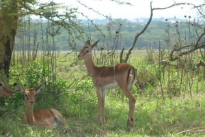 Från Nairobi: Privat tur till Nairobis nationalpark
