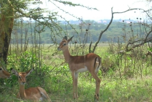 Vanuit Nairobi: Privétour door het Nationaal Park van Nairobi
