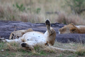Vanuit Nairobi: Privétour door het Nationaal Park van Nairobi