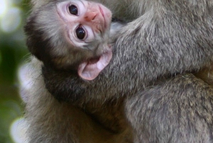 Vanuit Nairobi: Privétour door het Nationaal Park van Nairobi