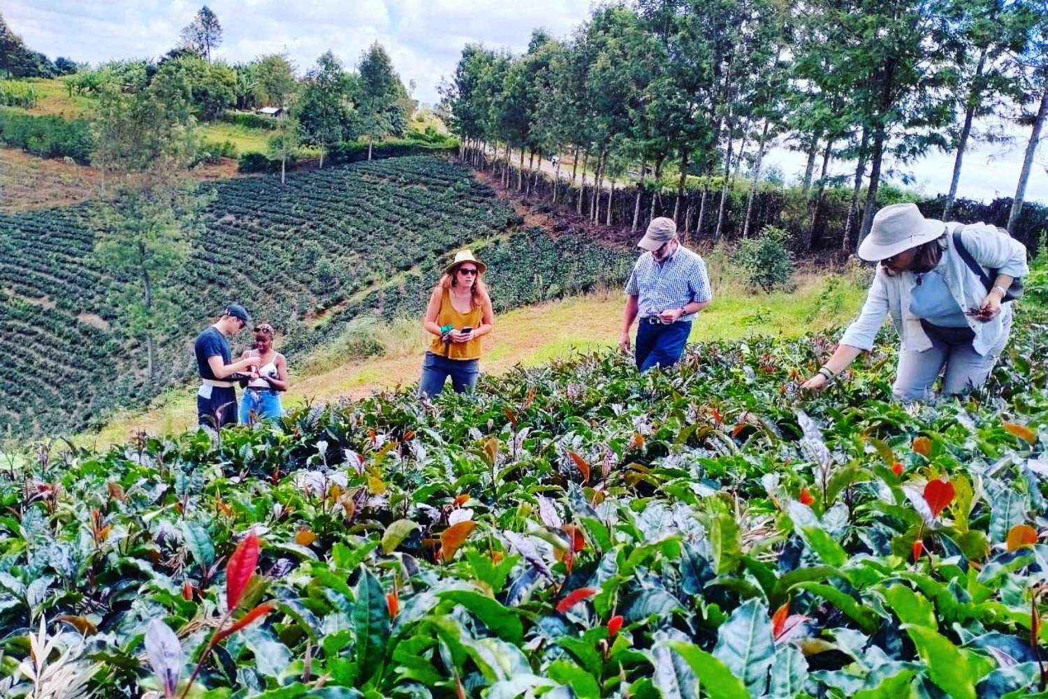 De Nairóbi: Excursão particular de meio dia à Purple Tea Farm