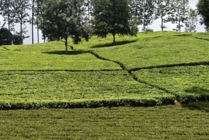 Purple Tea Farm Tour from Nairobi - Explore Gatura Greens