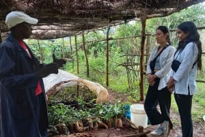 From Nairobi: Riara tea farm tour with lunch and tea tasting