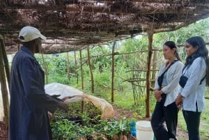 From Nairobi: Riara tea farm tour with lunch and tea tasting
