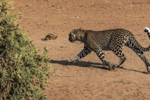 From Nairobi: Samburu National Reserve 3-Day Safari