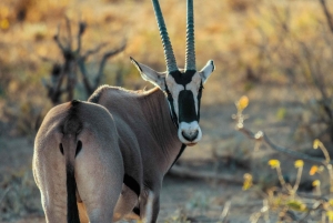 From Nairobi: Samburu National Reserve 3-Day Safari