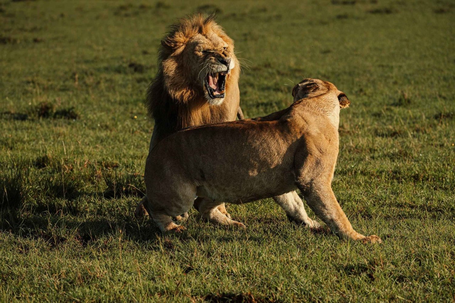 Vanuit Nairobi: Soroi Lions Bluff 3-daagse safari & accommodatie