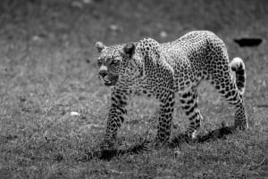 Vanuit Nairobi: Soroi Lions Bluff 3-daagse safari & accommodatie