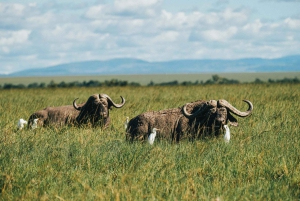 Vanuit Nairobi: Soroi Lions Bluff 3-daagse safari & accommodatie