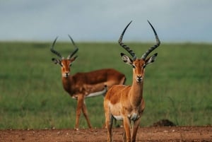 Vanuit Nairobi: Soroi Lions Bluff 3-daagse safari & accommodatie