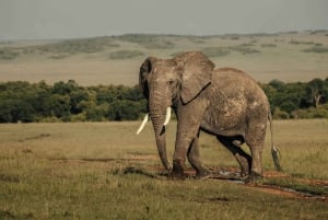 Vanuit Nairobi: Soroi Lions Bluff 3-daagse safari & accommodatie