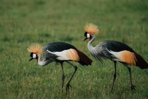 Vanuit Nairobi: Soroi Lions Bluff 3-daagse safari & accommodatie