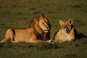 Vanuit Nairobi: Soroi Lions Bluff 3-daagse safari & accommodatie