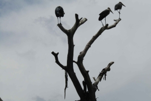 Von Nairobi zum Naivasha-See Tagestour (Besuch des Hells Gate)