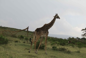 Von Nairobi zum Naivasha-See Tagestour (Besuch des Hells Gate)