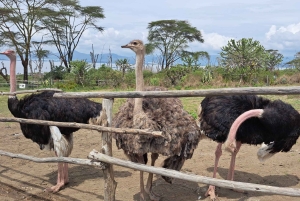 Von Nairobi zum Naivasha-See Tagestour (Besuch des Hells Gate)