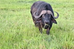 From Nairobi to Masai Mara:2-Days 1-Night Private 4WD Safari