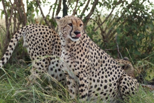 Fra Nairobi til Masai Mara: 3 dage og 2 nætter i Masai Mara