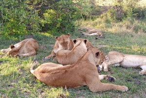 Fra Nairobi til Masai Mara: 3 dage og 2 nætter i Masai Mara