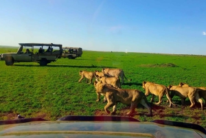 Fra Nairobi til Masai Mara: 3 dage og 2 nætter i Masai Mara