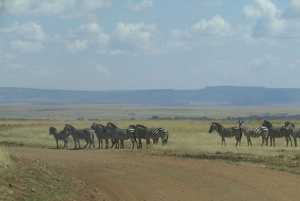 Fra Nairobi til Masai Mara: 3 dage og 2 nætter i Masai Mara