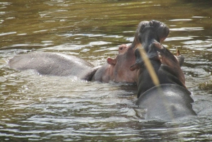 Fra Nairobi til Masai Mara: 3 dage og 2 nætter i Masai Mara