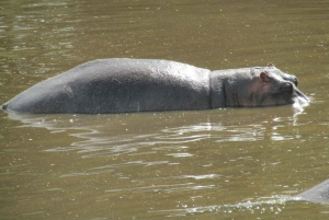 Fra Nairobi til Masai Mara: 3 dage og 2 nætter i Masai Mara