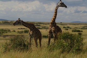Fra Nairobi til Masai Mara: 3 dage og 2 nætter i Masai Mara