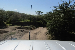 Fra Nairobi til Masai Mara: 3 dage og 2 nætter i Masai Mara