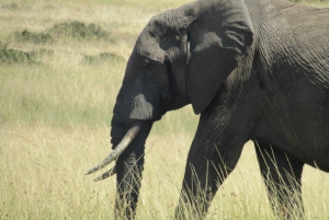 Fra Nairobi til Masai Mara: 3 dage og 2 nætter i Masai Mara