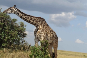 Fra Nairobi til Masai Mara: 3 dage og 2 nætter i Masai Mara