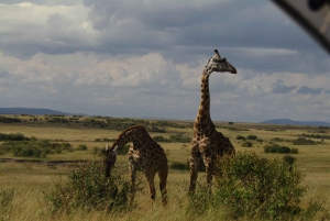 Fra Nairobi til Masai Mara: 3 dage og 2 nætter i Masai Mara