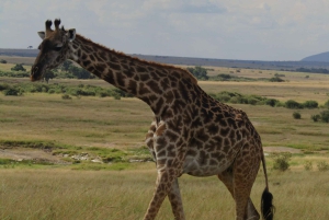 Fra Nairobi til Masai Mara: 3 dage og 2 nætter i Masai Mara