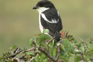 Fra Nairobi til Masai Mara: 3 dage og 2 nætter i Masai Mara