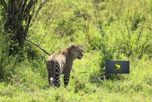 Fra Nairobi til Masai Mara: 3 dage og 2 nætter i Masai Mara