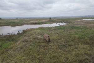 Fra Nairobi til Masai Mara: 3 dage og 2 nætter i Masai Mara