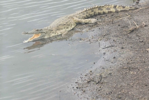 Fra Nairobi til Masai Mara: 3 dage og 2 nætter i Masai Mara